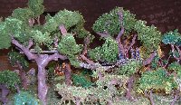 Arbres elfes.